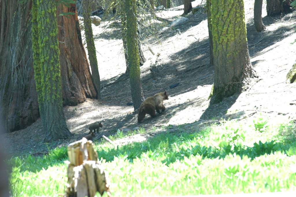 orso bruno a sequoia national park