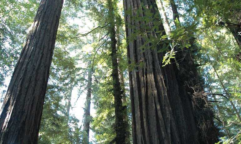 Giorno 2 Leggett –> Redwood National Park ( attraverso la Humboldt Forest, Ferndale e Arcata)